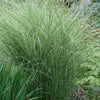 Miscanthus sinensis Morning Light Variegated Maiden Grass