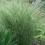 Miscanthus sinensis Morning Light Variegated Maiden Grass