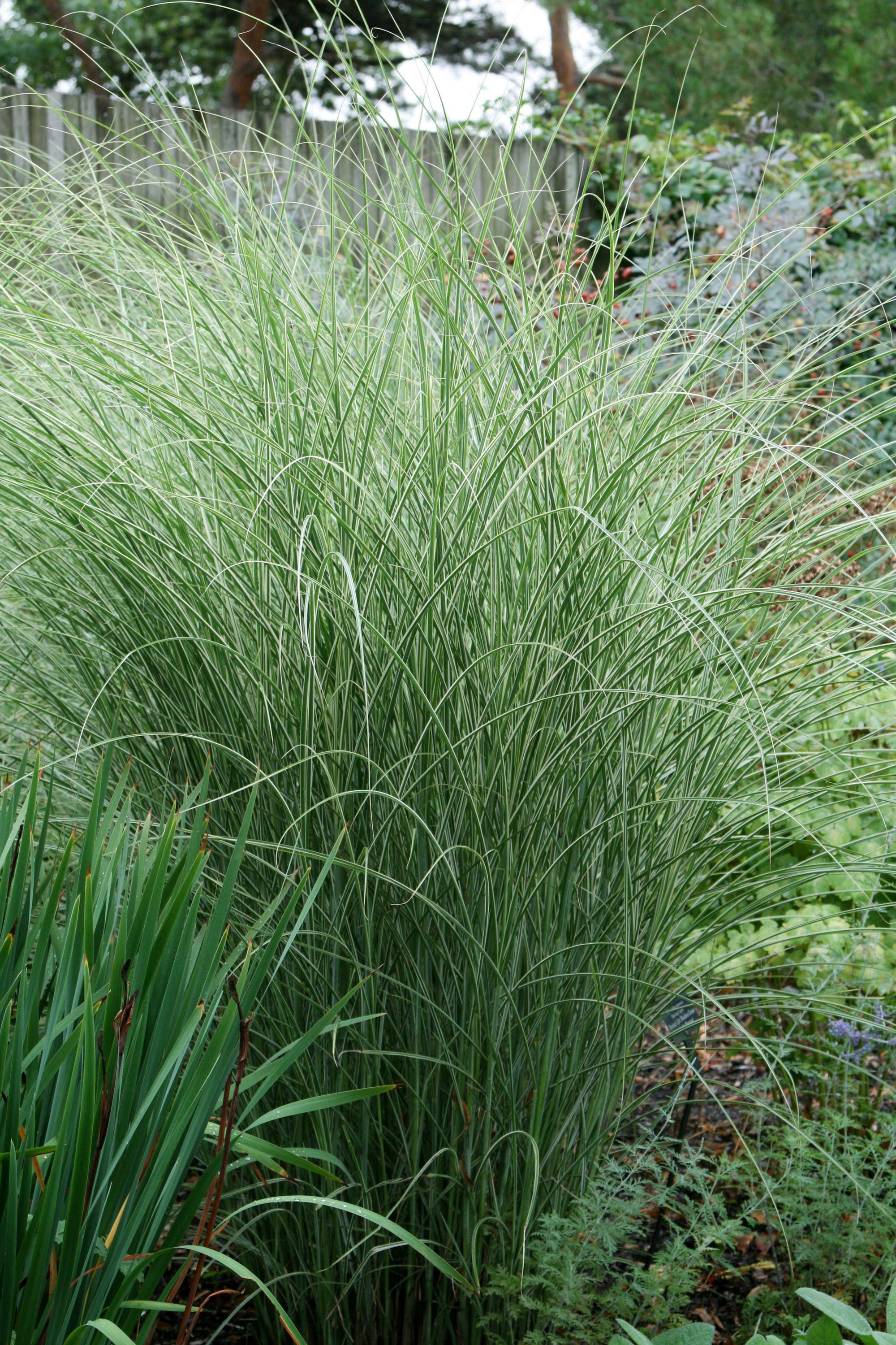 Miscanthus sinensis Morning Light Variegated Maiden Grass