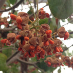 Euonymus fortunei Coloratus Purpleleaf Wintercreeper