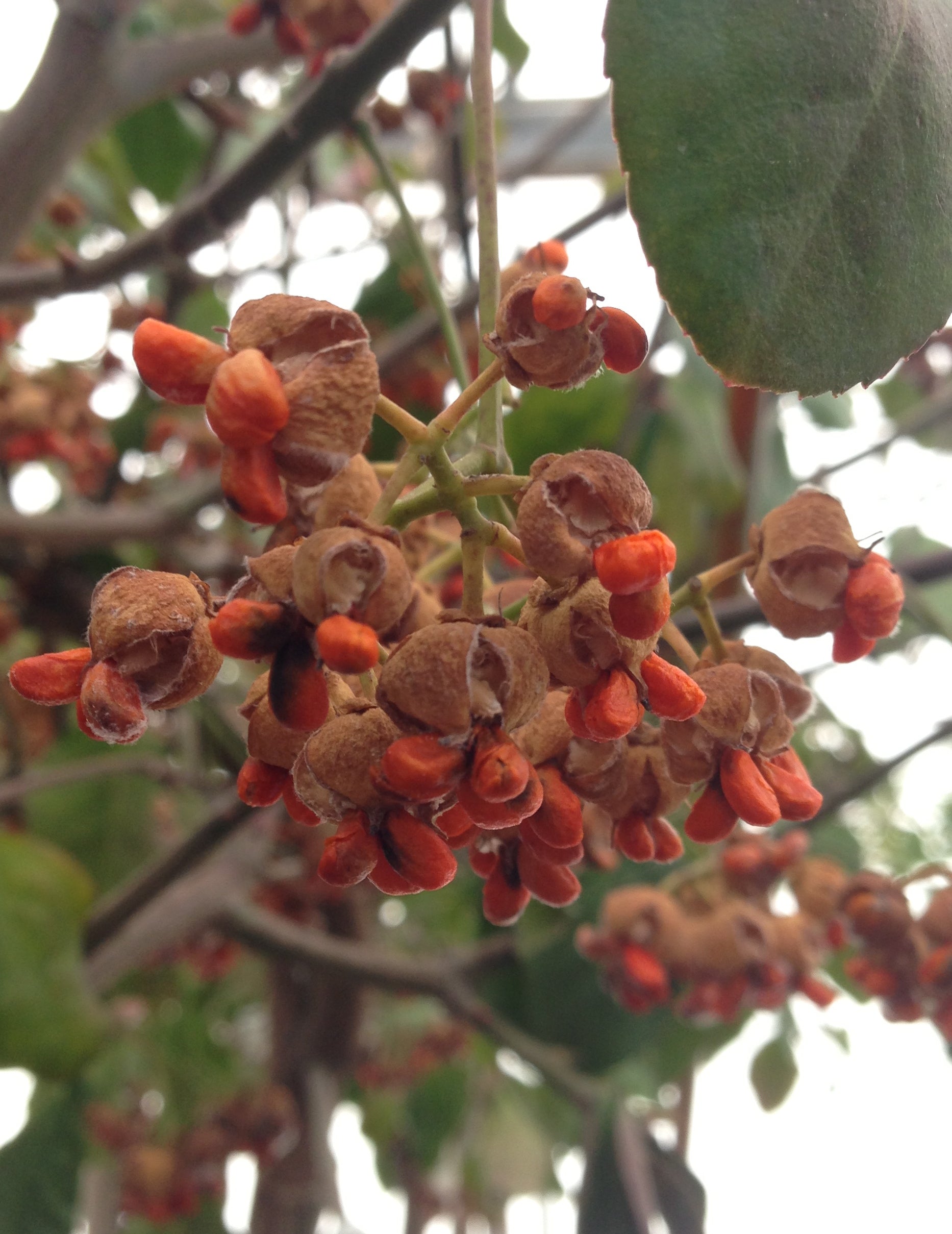 Euonymus fortunei Coloratus Purpleleaf Wintercreeper