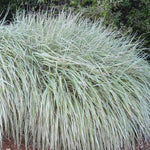 Miscanthus sinensis Rigoletto Rigoletto Maiden Grass