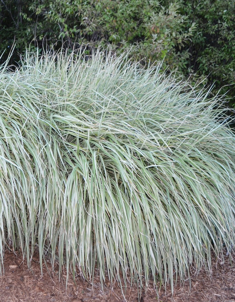 Miscanthus sinensis Rigoletto Rigoletto Maiden Grass