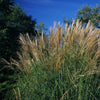 Miscanthus sinensis Sarabande Sarabande Maiden Grass