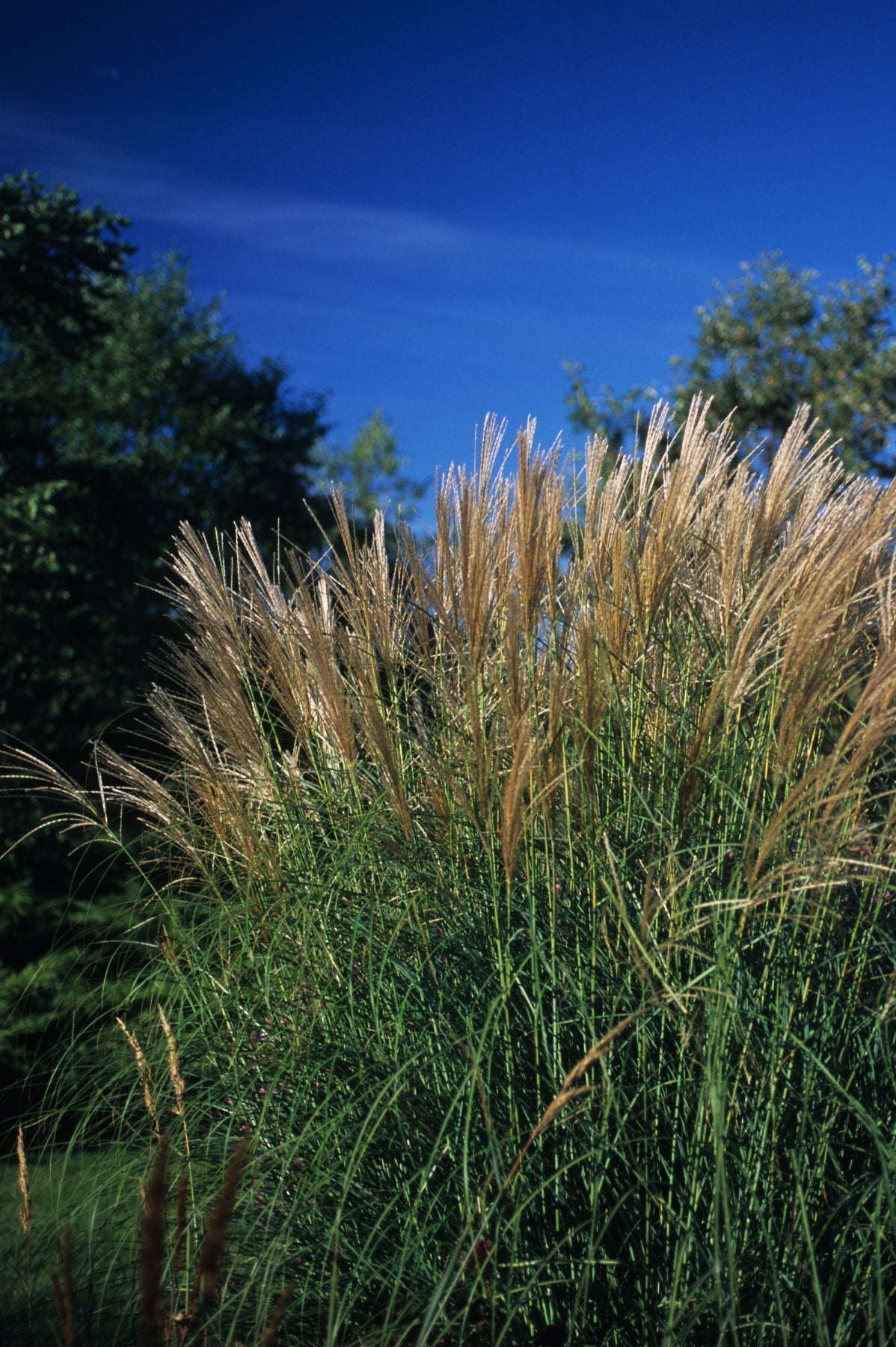 Miscanthus sinensis Sarabande Sarabande Maiden Grass