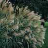 Miscanthus sinensis Silver Feather Silberfeder Silver Feather Maiden Grass