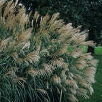 Miscanthus sinensis Silver Feather Silberfeder Silver Feather Maiden Grass