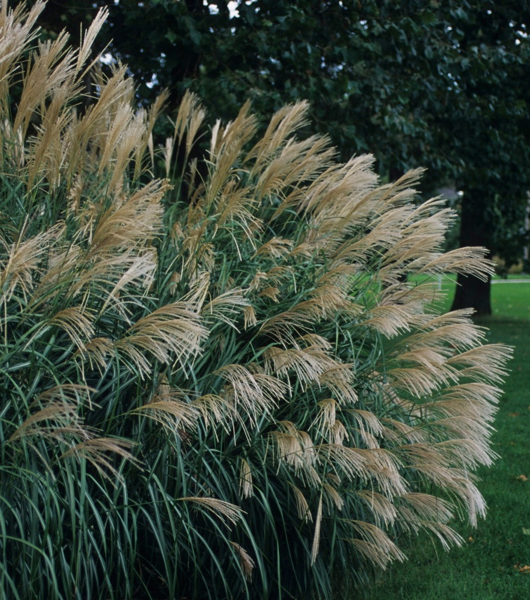 Miscanthus sinensis Silver Feather Silberfeder Silver Feather Maiden Grass