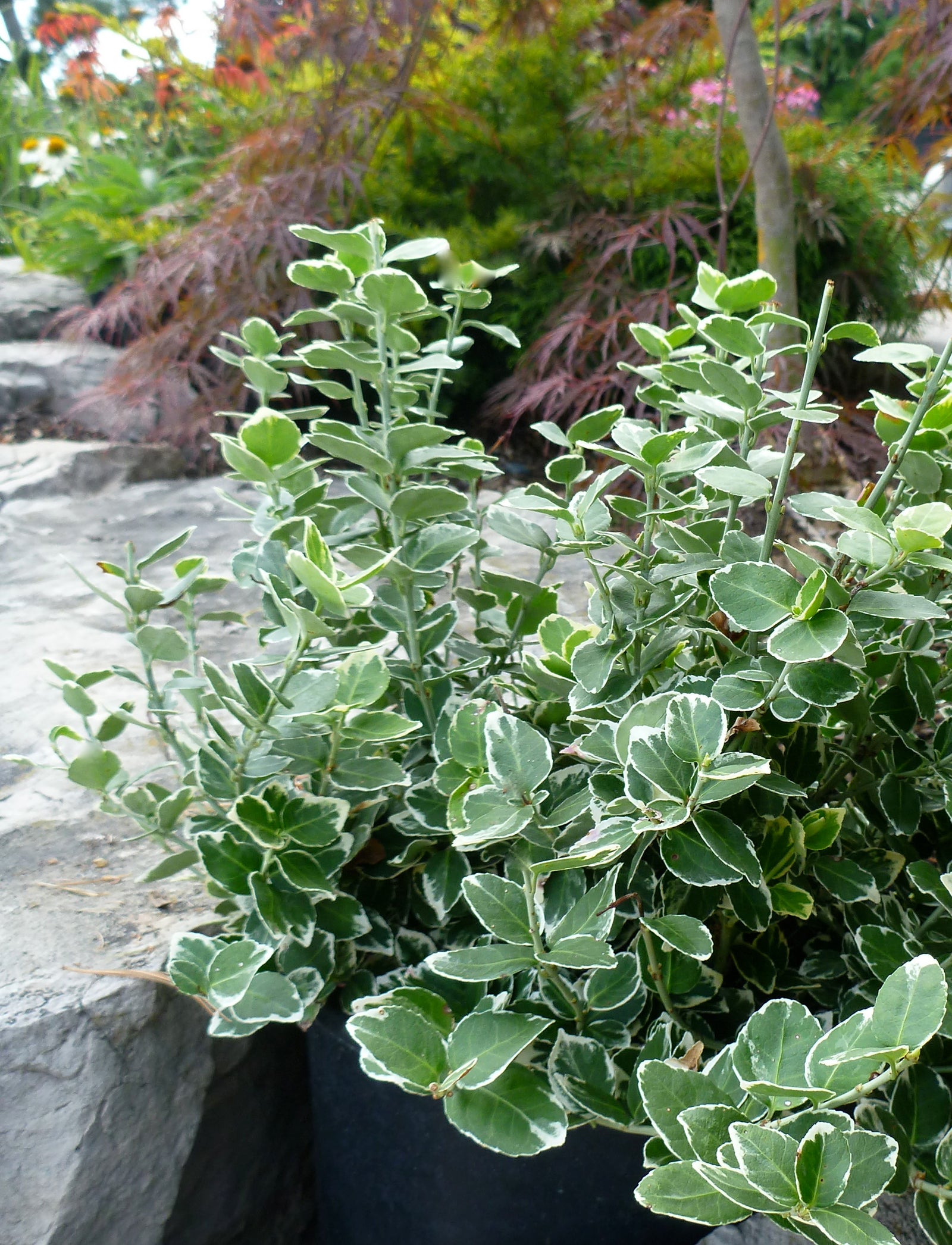 Euonymus fortunei Emerald Gaiety PP1,960 Emerald Gaiety Euonymus