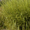 Miscanthus sinensis Strictus Porcupine Grass