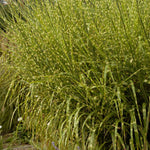 Miscanthus sinensis Strictus Porcupine Grass