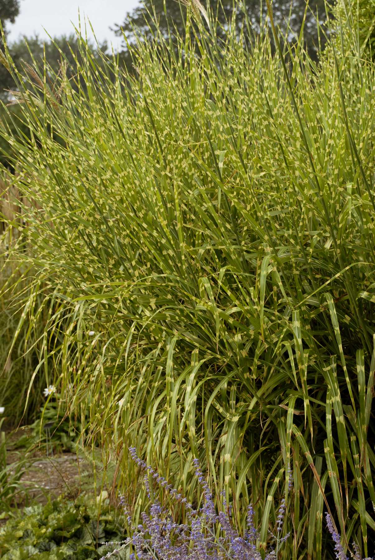 Miscanthus sinensis Strictus Porcupine Grass