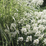 Miscanthus sinensis Variegatus Striped Eulalia Grass