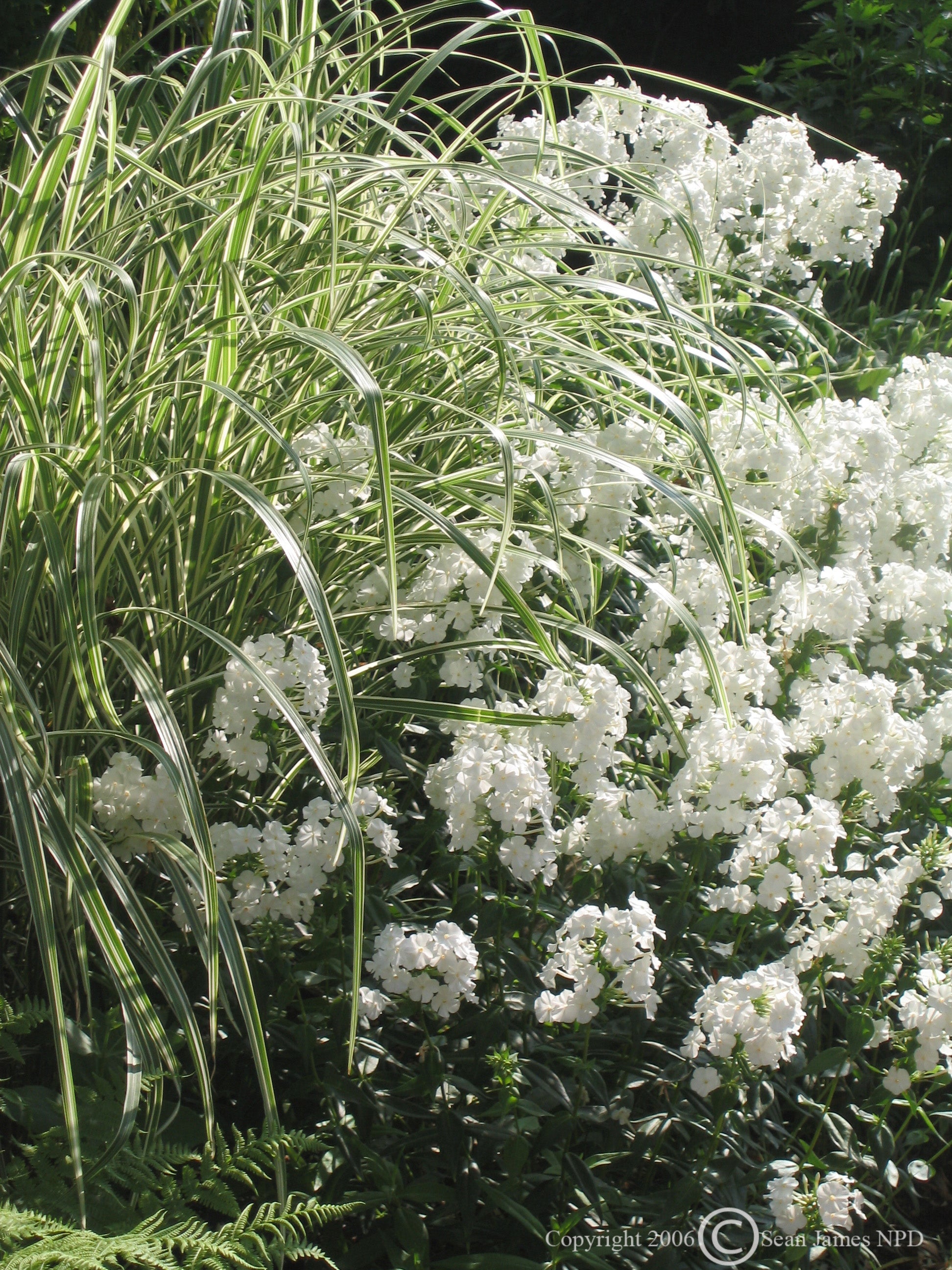 Miscanthus sinensis Variegatus Striped Eulalia Grass