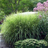 Miscanthus sinensis Zebrinus Zebra Grass