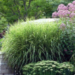 Miscanthus sinensis Zebrinus Zebra Grass