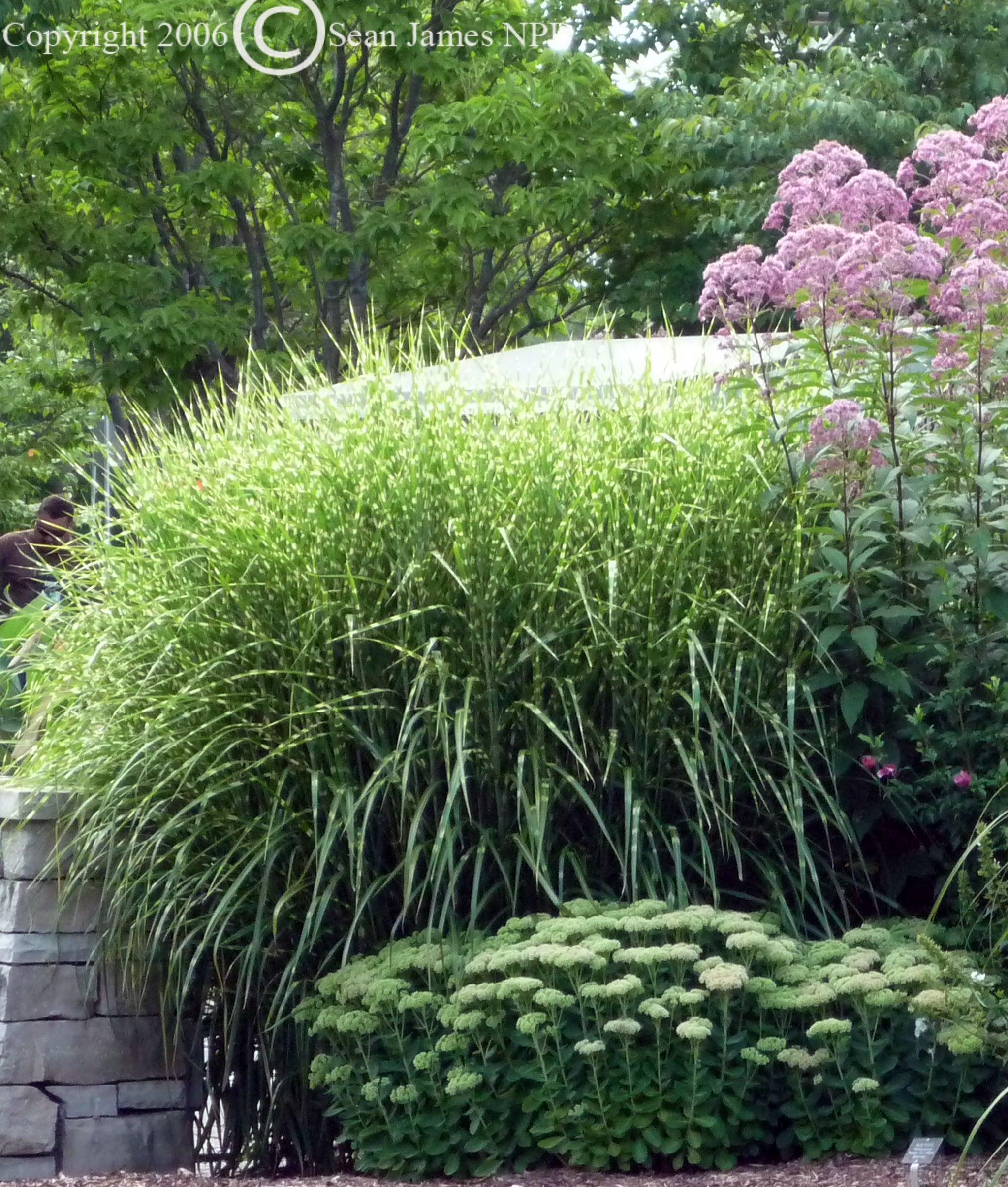 Miscanthus sinensis Zebrinus Zebra Grass