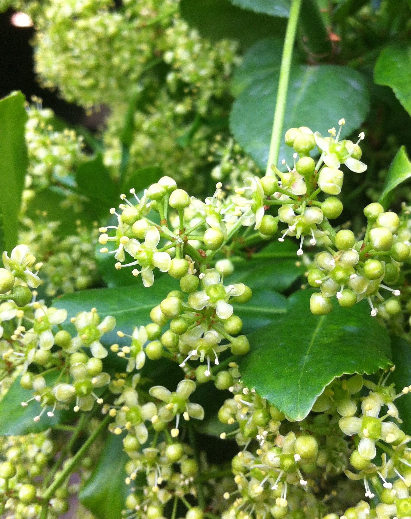 Euonymus fortunei Sarcoxie Sarcoxie Euonymus