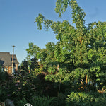 Robinia pseudoacacia Twisty Baby Lace Lady PP9771, COPF Twisty Baby Dwarf Black Locust