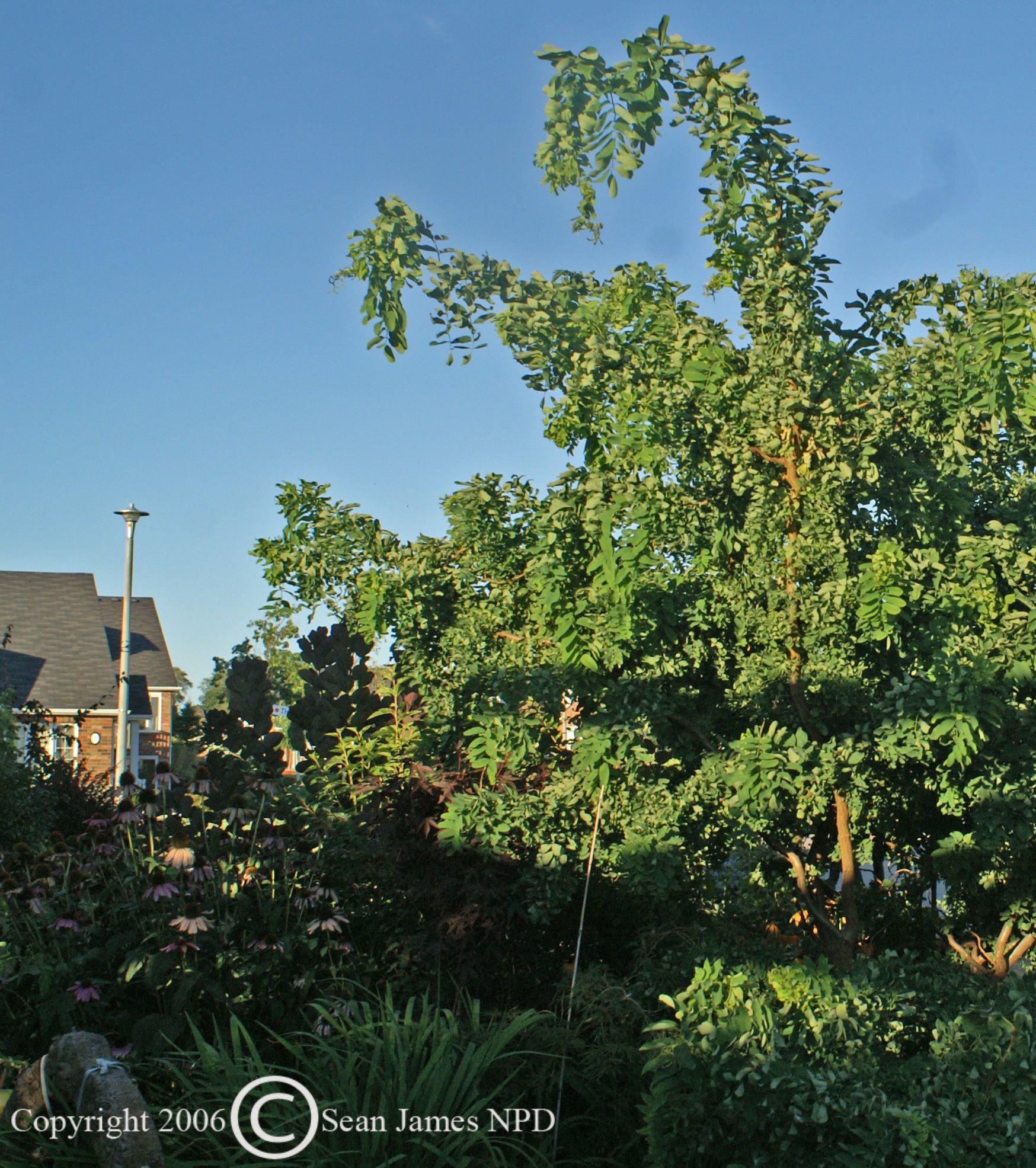 Robinia pseudoacacia Twisty Baby Lace Lady PP9771, COPF Twisty Baby Dwarf Black Locust