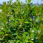 Ilex glabra Compacta Compact Inkberry