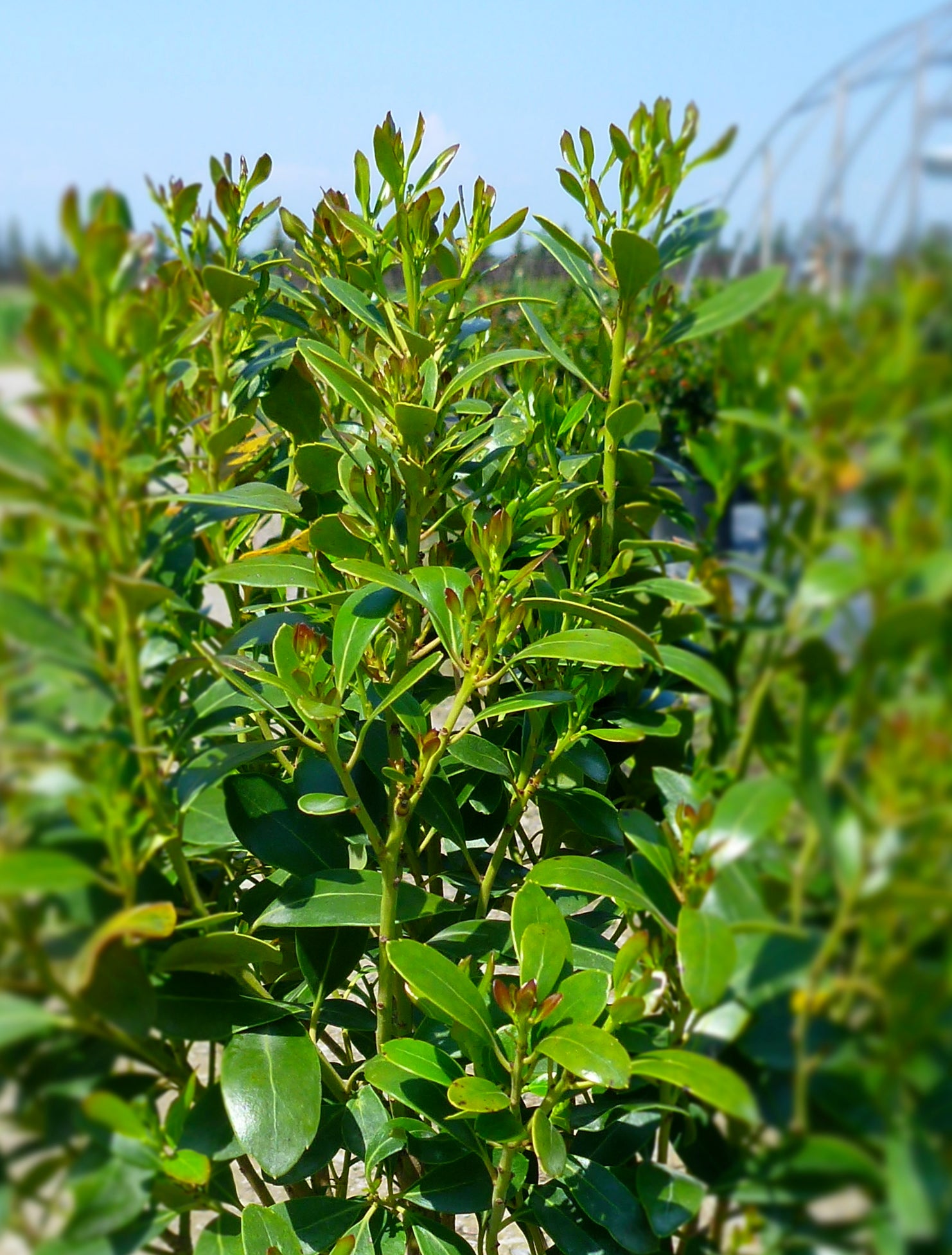 Ilex glabra Compacta Compact Inkberry