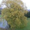 Salix alba Tristis Weeping Golden Willow