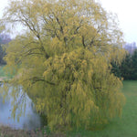 Salix alba Tristis Weeping Golden Willow