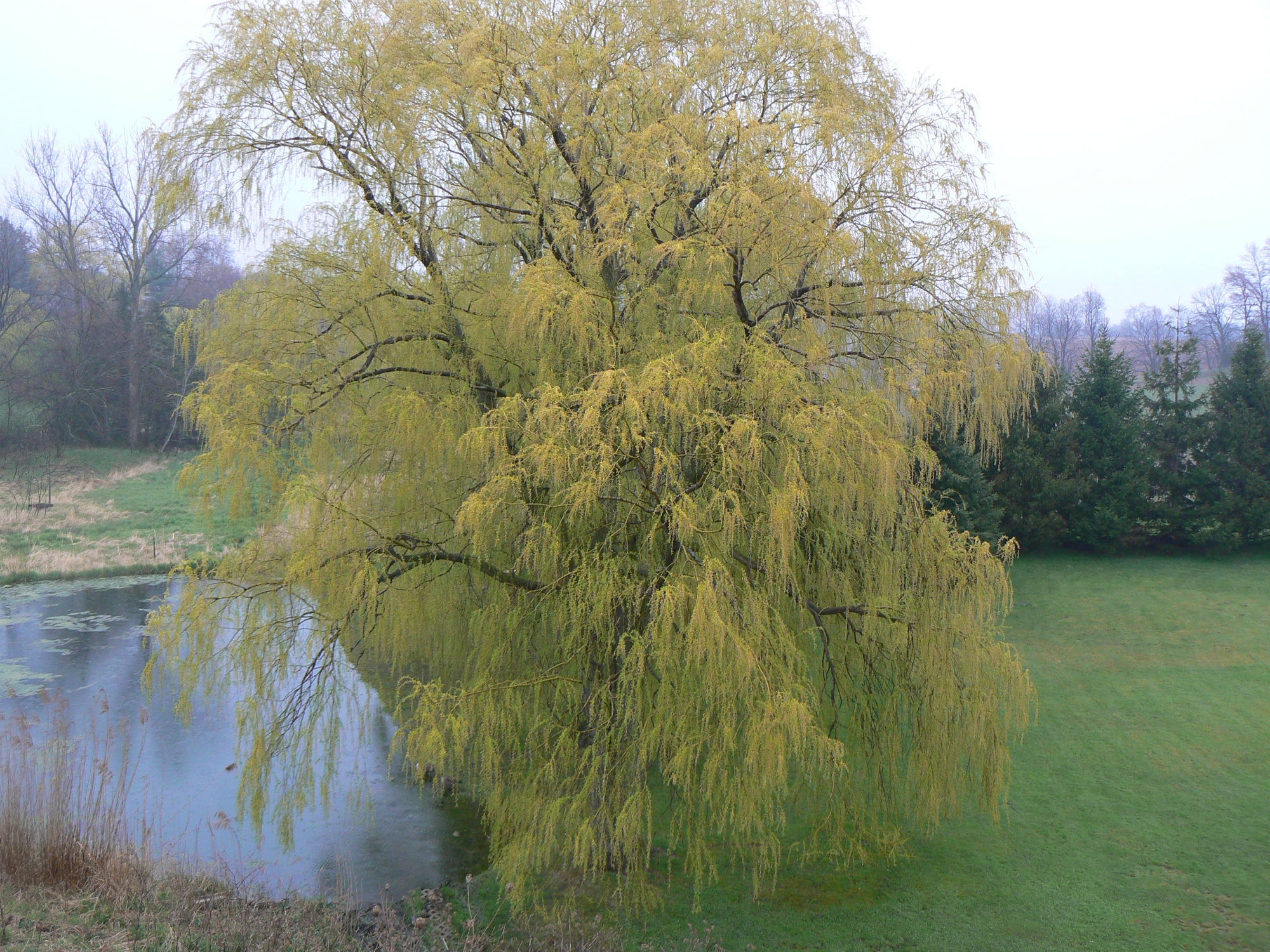 Salix alba Tristis Weeping Golden Willow