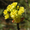 Sassafras albidum Sassafras