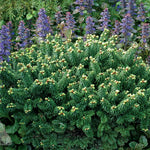 Abies balsamea Piccolo Piccolo Dwarf Balsam Fir