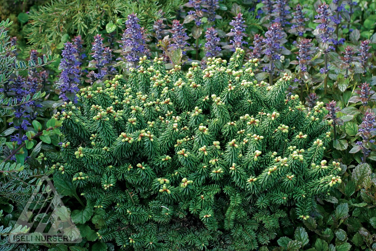 Abies balsamea Piccolo Piccolo Dwarf Balsam Fir