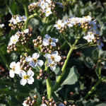 Crambe maritima Blue Sea Kale