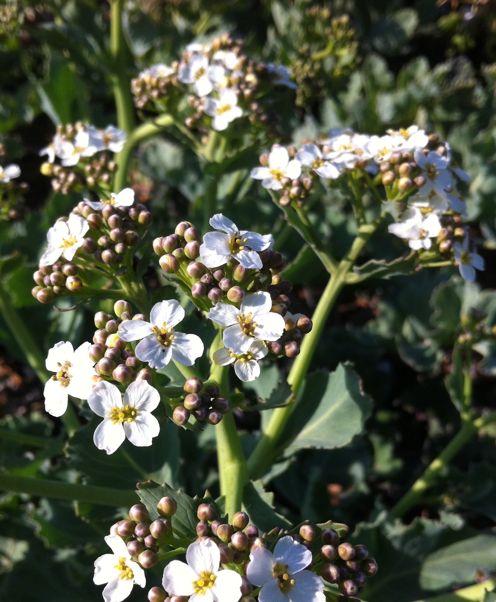 Crambe maritima Blue Sea Kale