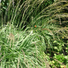 Molinia caerulea Moor Witch Moorhexe Moorhexe Purple Moor Grass