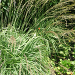 Molinia caerulea Moor Witch Moorhexe Moorhexe Purple Moor Grass