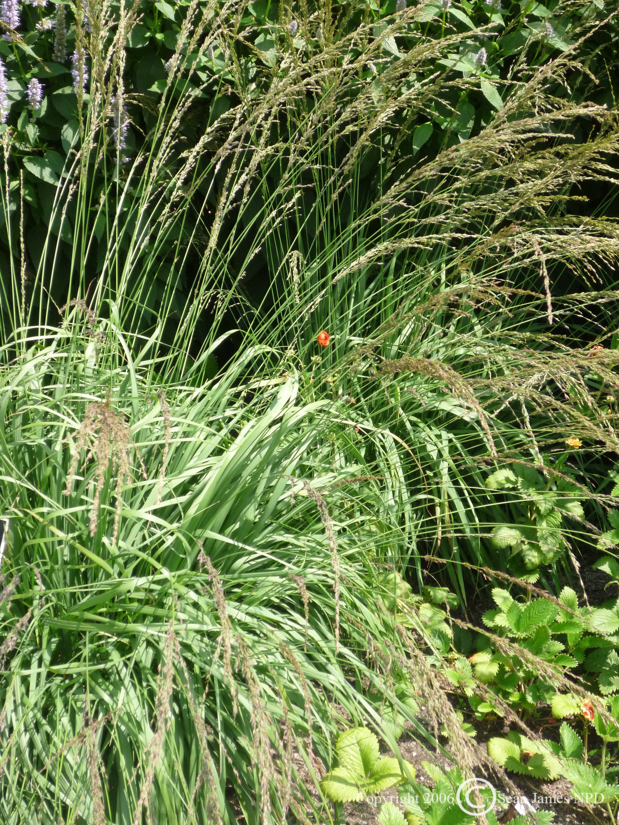 Molinia caerulea Moor Witch Moorhexe Moorhexe Purple Moor Grass