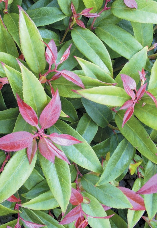 Leucothoe fontanesiana Scarletta Zeblid PP5195 Scarletta Fetterbush