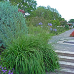 Molinia caerulea ssp. arundinacea Skyracer Skyracer Moor Grass