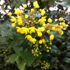 Mahonia aquifolium Oregon Grape Holly