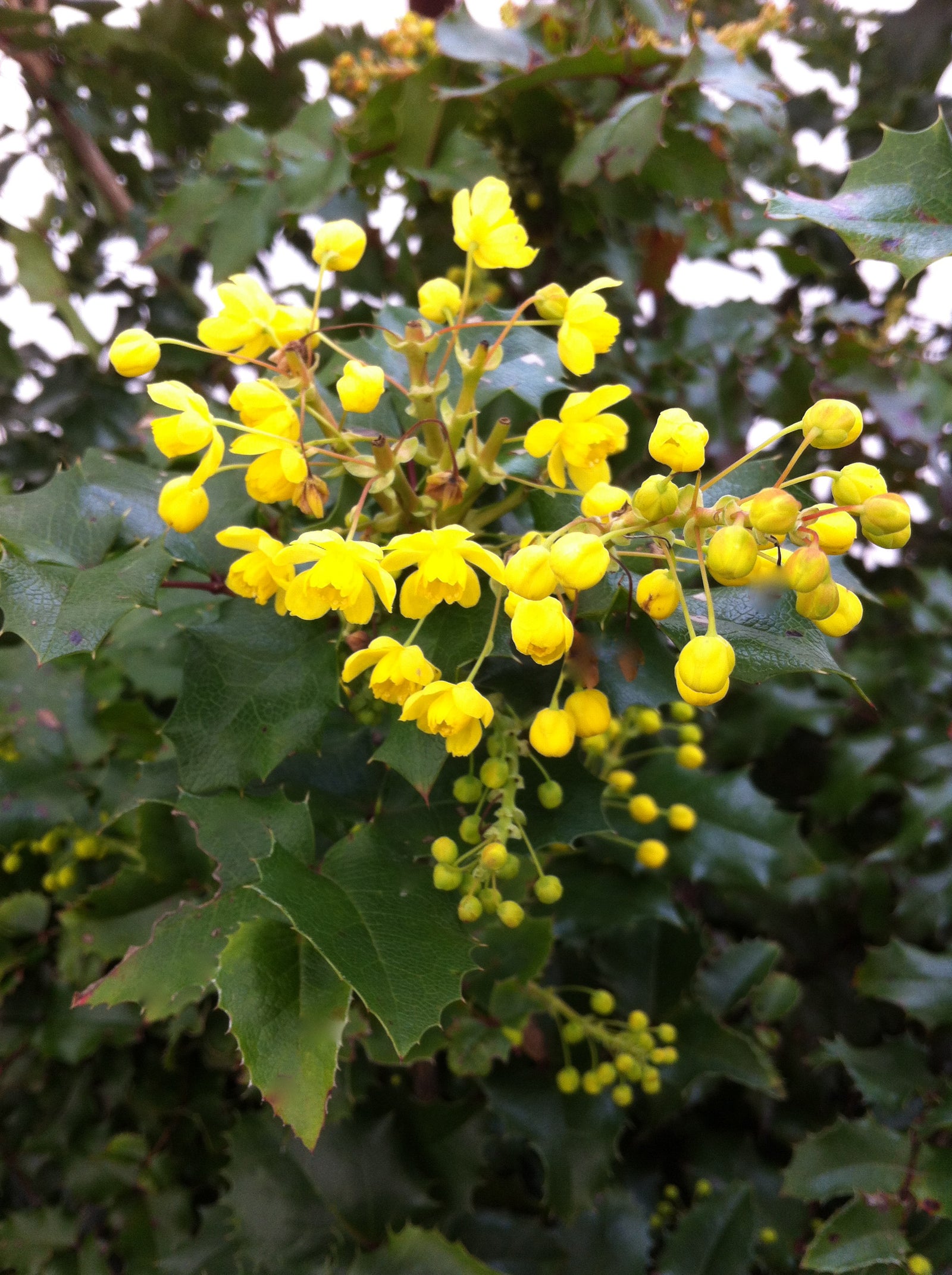 Mahonia aquifolium Oregon Grape Holly