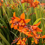 Crocosmia x Emily McKenzie Monbretia