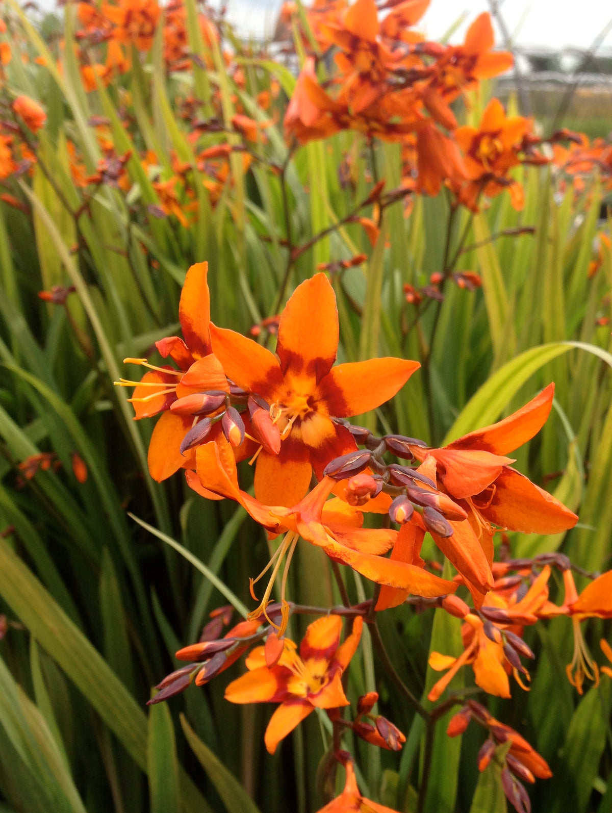 Crocosmia x Emily McKenzie Monbretia