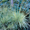 Molinia caerulea Variegata Variegated Purple Moor Grass