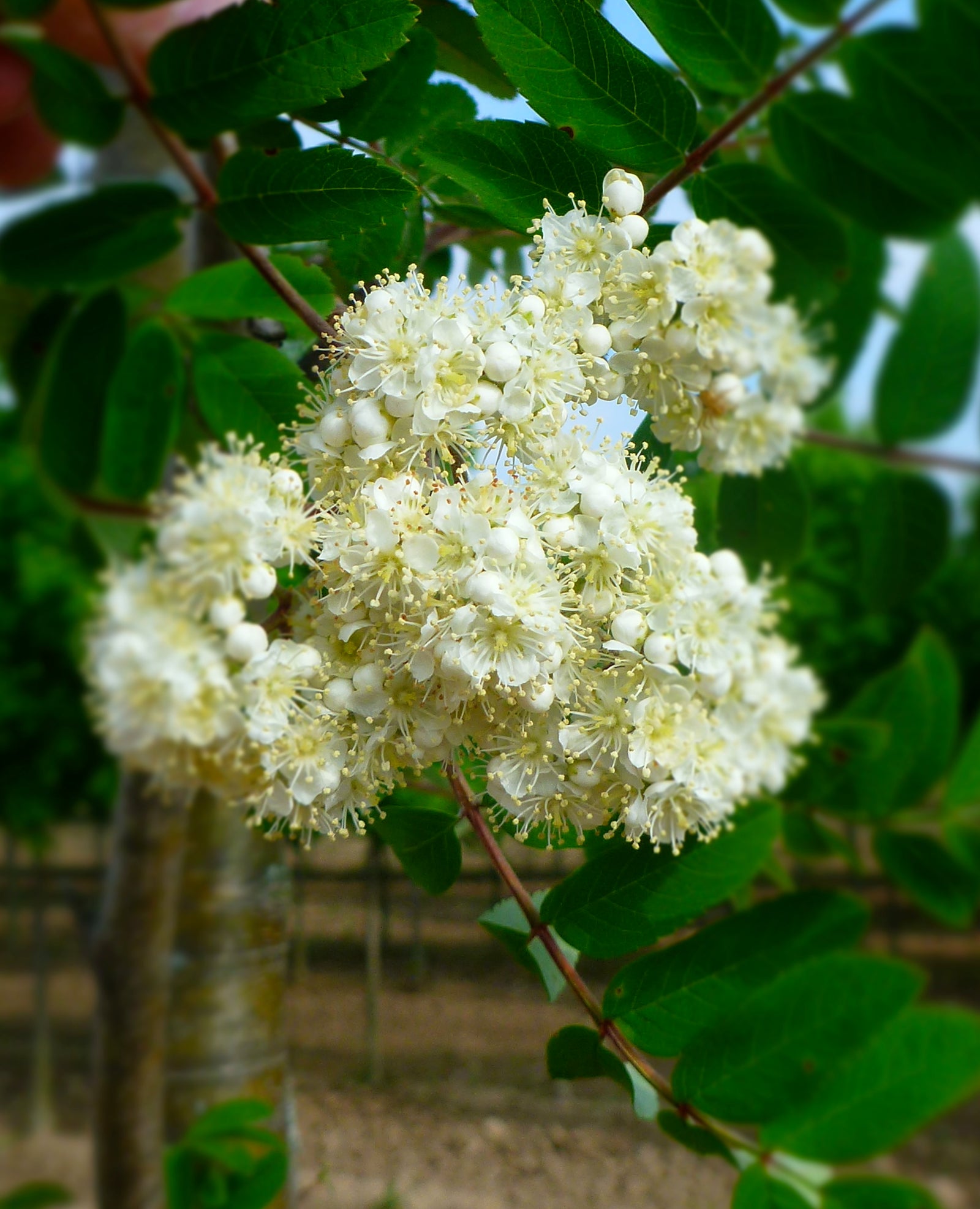 Sorbus aucuparia Cardinal Royal Michred COPF Cardinal Royal Mountainash