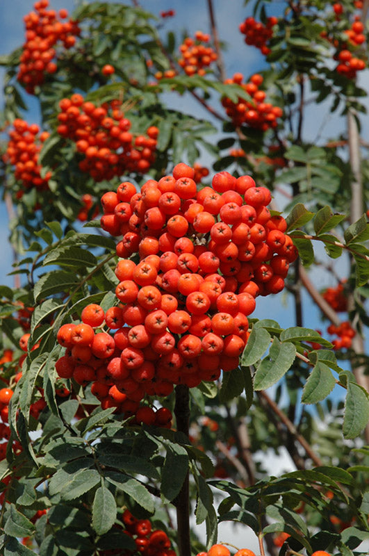 Sorbus aucuparia Rossica Russian Mountainash