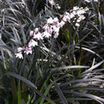 Ophiopogon planiscapus Nigrescens Black Mondo Grass