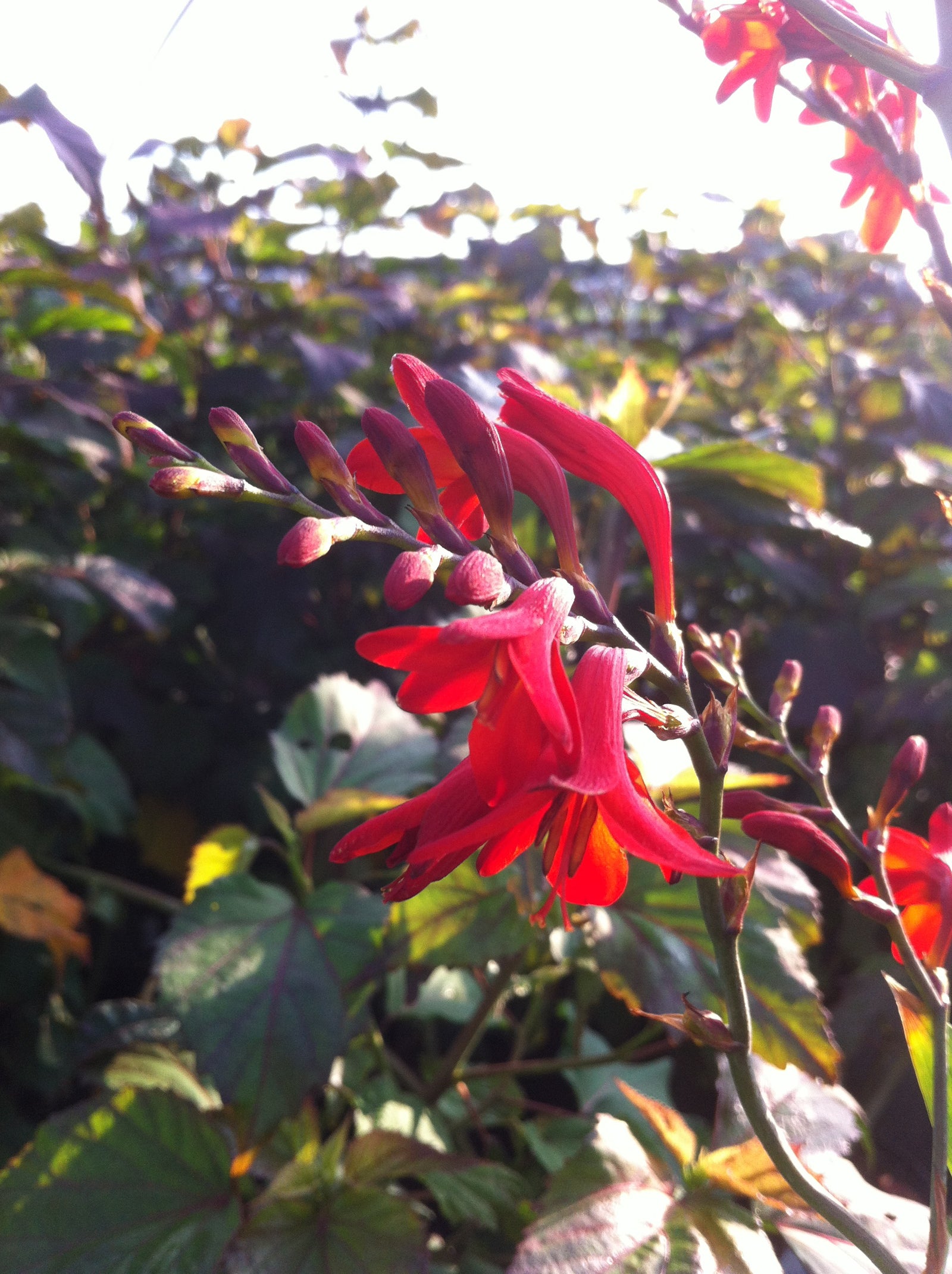 Crocosmia x Emberglow Monbretia