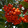 Sorbus decora Showy Mountainash