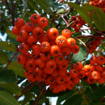 Sorbus decora Showy Mountainash